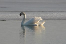 swan
